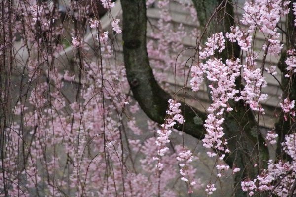 6528-15.4.10八重紅枝垂れ桜　バックに階段.jpg